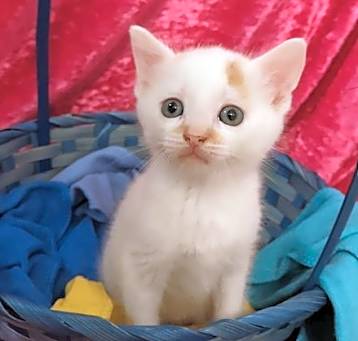 Photo of Clover