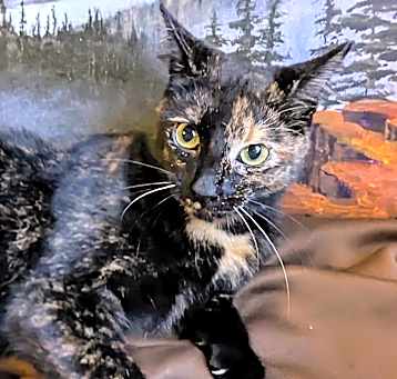 Photo of Mavis
