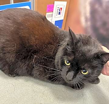 Photo of Shadow