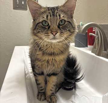 Photo of Felix