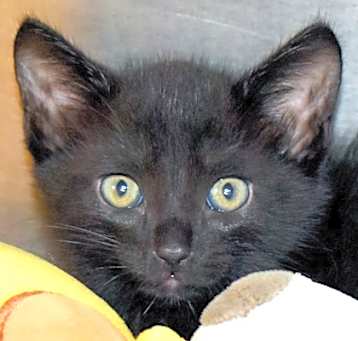 Photo of Juniper