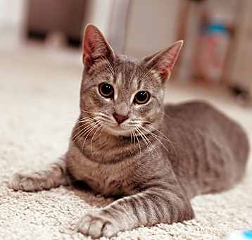 Photo of Percy