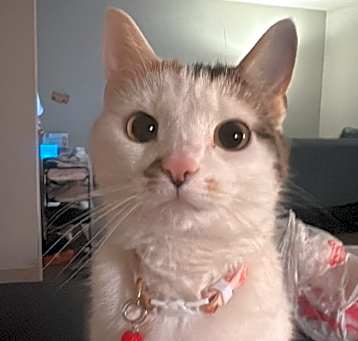 Photo of Miso