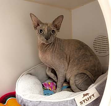 Photo of Willow