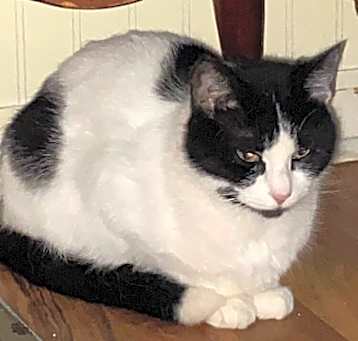 Photo of Zisel