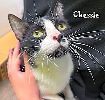 Photo of Chessie
