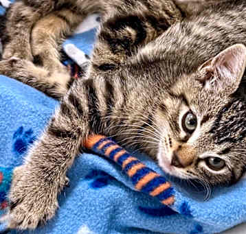 Photo of Tucker