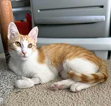 Photo of Ashley (Bonded with Mary-Kate)