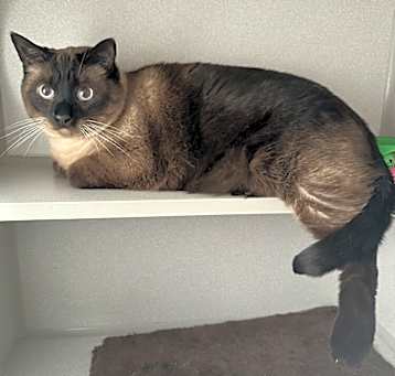 Photo of Brownie