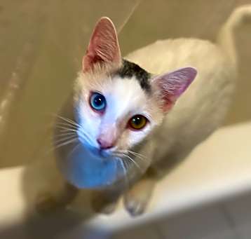 Photo of Paquito