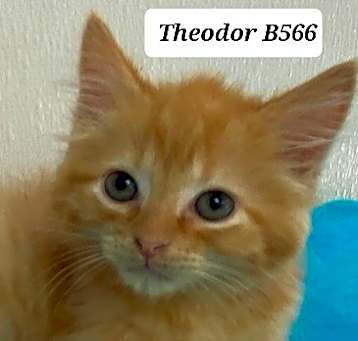 Photo of Theodor B566