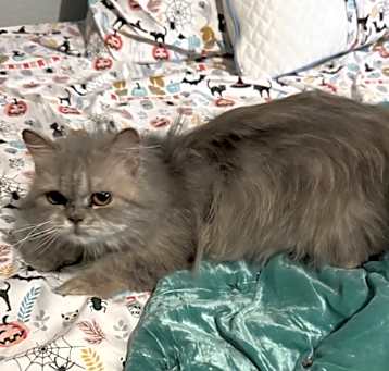 Photo of Bella