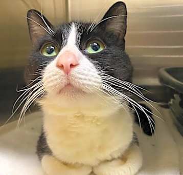 Photo of Chickpea