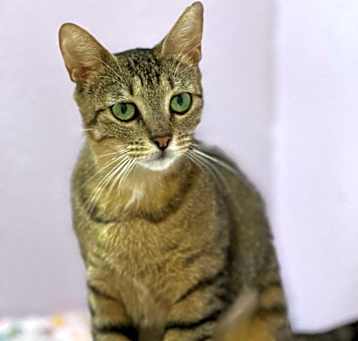 Photo of Dixie