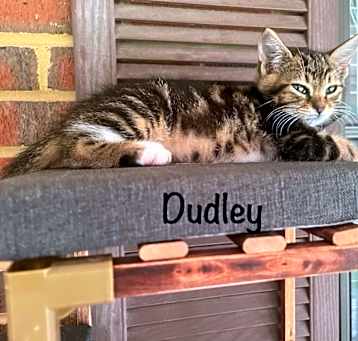 Photo of Dudley