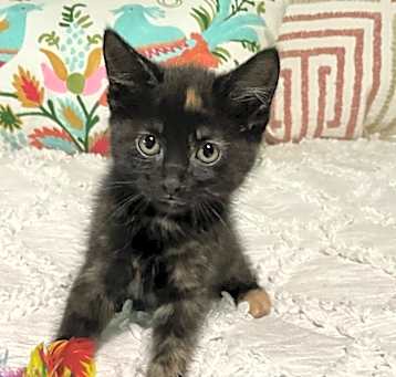 Photo of Sammie