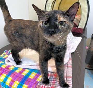 Photo of Binx
