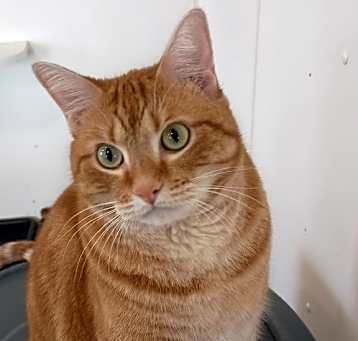 Photo of Shamrock