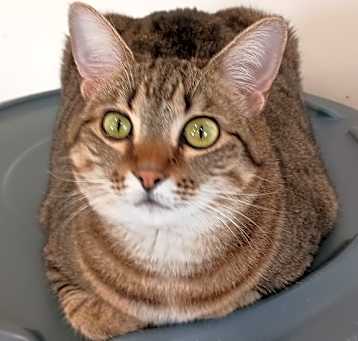 Photo of Clover