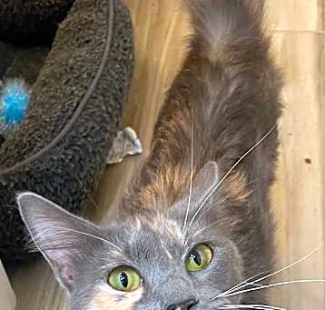 Photo of Calypso