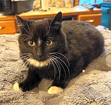 Photo of Chai