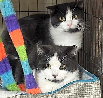 Photo of Guy & Gidget