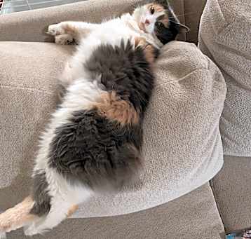 Photo of Mittens