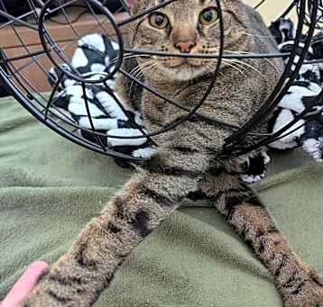 Photo of Thor