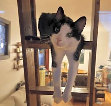 Photo of Merry