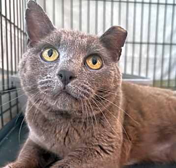 Photo of Smokey 2025