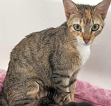 Photo of Cookie