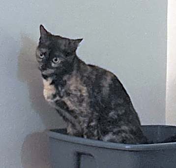 Photo of Katt