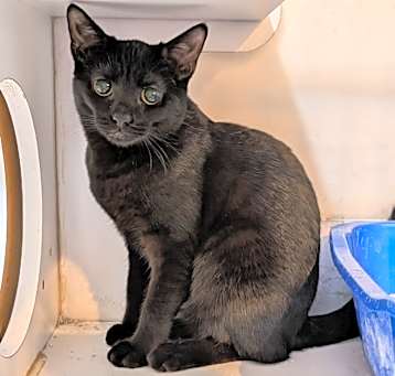 Photo of Nicodemus
