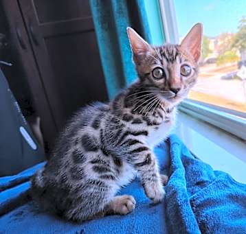Photo of Smartie