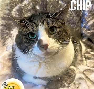 Photo of Chip