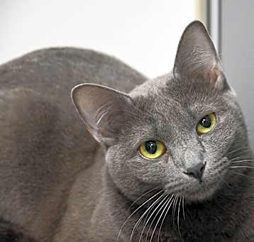 Photo of Pewter(Mall of NH)