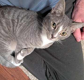 Photo of Fender