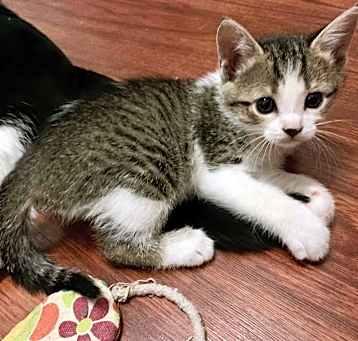 Photo of Kiwi