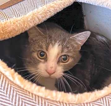 Photo of Kasen -Barn Cat OF120