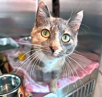 Photo of Calypso