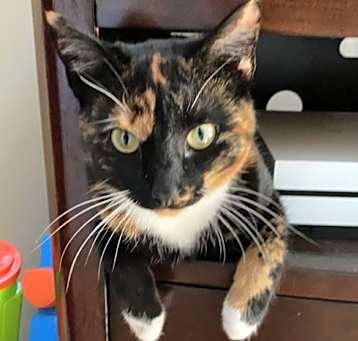 Photo of Gizmo