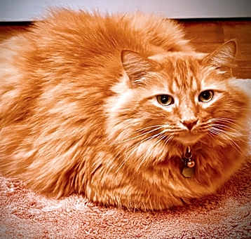 Photo of Meow Meow