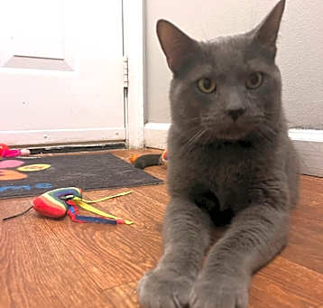 Photo of Whiskers