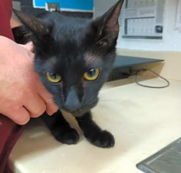 Photo of Cleo