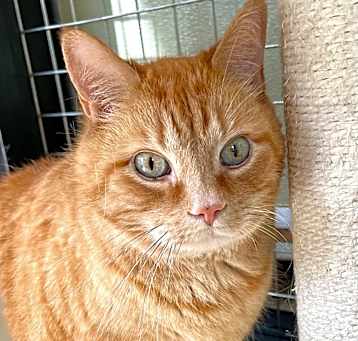 Photo of Cheddar Biscuit 