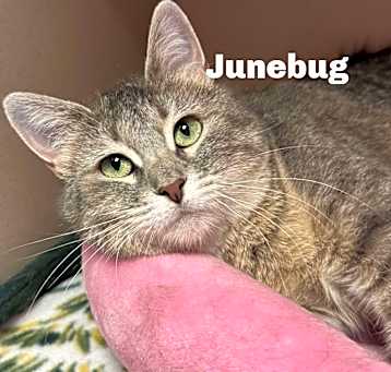 Photo of Junebug 250201