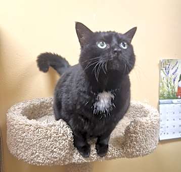 Photo of Plum