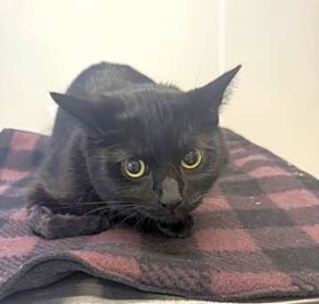 Photo of Luna