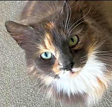 Photo of Snickers *Taking Applications Now*