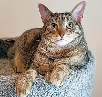 Photo of Caramelle